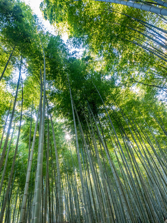 Bamboo forest, landmark of tourists, in Arashiyama region in Kyoto, Japanの写真素材