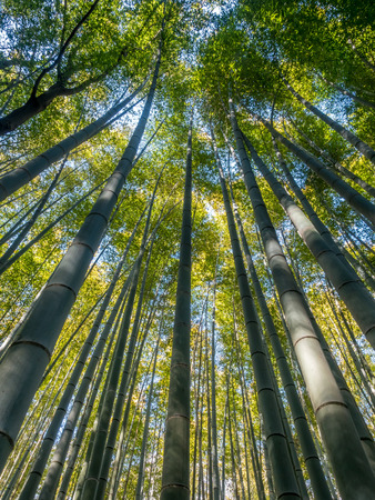 Bamboo forest, landmark of tourists, in Arashiyama region in Kyoto, Japanの写真素材