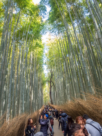 KYOTO, JAPAN - OCTOBER 24 : Bamboo forest, landmark of tourists, in Arashiyama region in Kyoto, Japan, on October 24, 2017.のeditorial素材