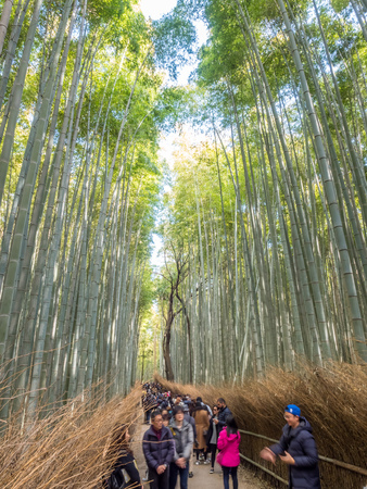 KYOTO, JAPAN - OCTOBER 24 : Bamboo forest, landmark of tourists, in Arashiyama region in Kyoto, Japan, on October 24, 2017.のeditorial素材