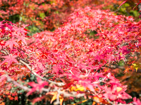 Colorful leaves on tree in autumn season in Japanの写真素材