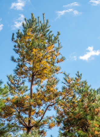 Colorful leaves on tree in autumn season in Japanの写真素材
