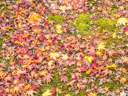 Colorful leaves on tree in autumn season in Japanの写真素材