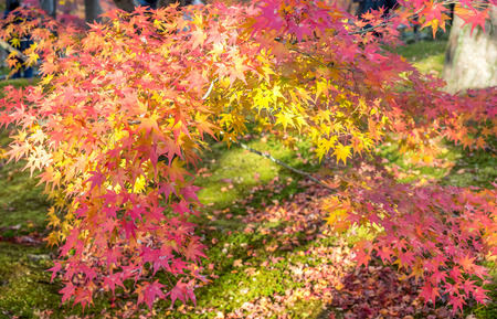Colorful leaves on tree in autumn season in Japanの写真素材
