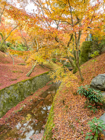 Colorful leaves on tree in autumn season fall over clear canal in Kyoto, Japanの写真素材