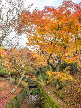 colorful leaves on tree in autumn season fall over clear canal in