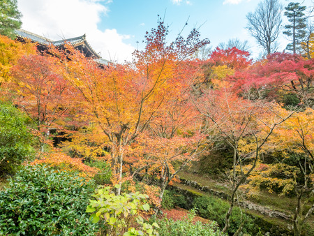 Colorful leaves on tree in autumn season with roof of Japanese style pavilion under cloudy blue sky in Kyoto, Japanの写真素材