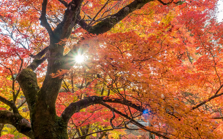 Colorful leaves on tree in autumn season in Japanの写真素材