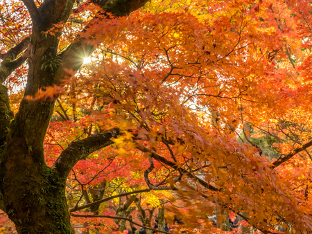 Colorful leaves on tree in autumn season in Japanの写真素材