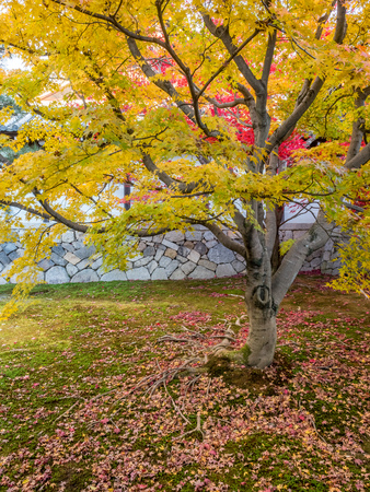 Colorful leaves on tree in autumn season in Kyoto, Japanの写真素材