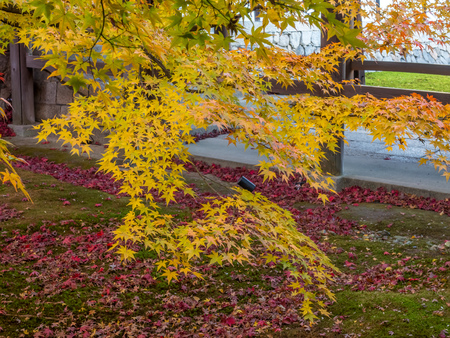 Colorful leaves on tree in autumn season in Kyoto, Japanの写真素材