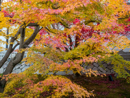 Colorful leaves on tree in autumn season in Japanの写真素材