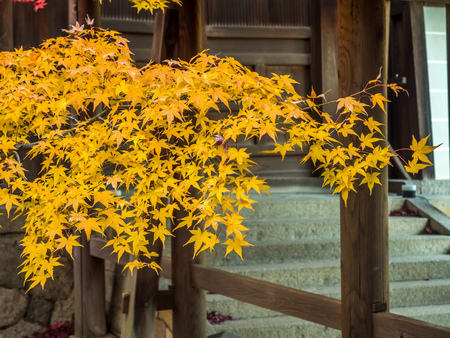 Colorful leaves on tree in autumn season in Japan