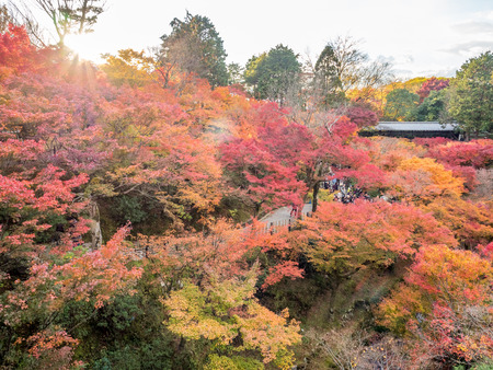 KYOTO, JAPAN - NOVEMBER 24 : Colorful leaves on tree in autumn season with roof of Japanese style pavilion under cloudy blue sky in Kyoto, Japan, was taken on November 24, 2017.のeditorial素材