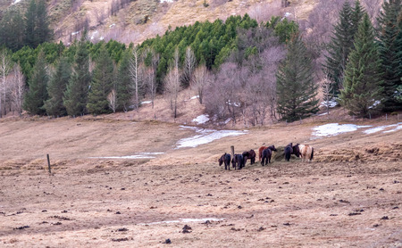 Icelandic black horse in farm in Iceland during winter seasonの写真素材