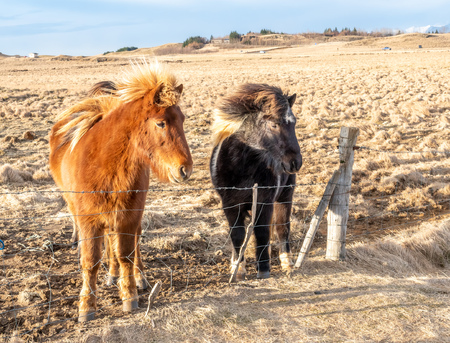 Icelandic horse, outstanding horse breed in the world, in outdoor farm with strong wind blow, selective focus at one eyeの写真素材