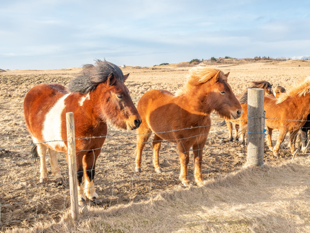 Icelandic horse, outstanding horse breed in the world, in outdoor farm with strong wind blow, selective focus at one eyeの写真素材