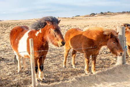Icelandic horse, outstanding horse breed in the world, in outdoor farm with strong wind blow, selective focus at one eyeの写真素材