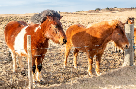 Icelandic horse, outstanding horse breed in the world, in outdoor farm with strong wind blow, selective focus at one eyeの写真素材