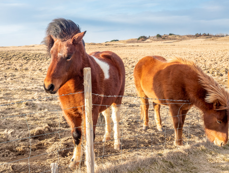Icelandic horse, outstanding horse breed in the world, in outdoor farm with strong wind blow, selective focus at one eyeの写真素材