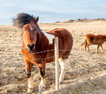 Icelandic horse, outstanding horse breed in the world, in outdoor farm with strong wind blow, selective focus at one eyeの写真素材