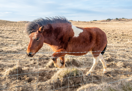 Icelandic horse, outstanding horse breed in the world, in outdoor farm with strong wind blow, selective focus at one eyeの写真素材