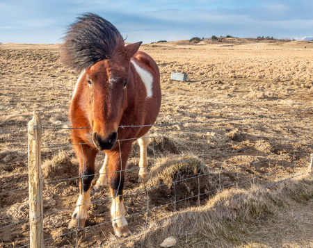 Icelandic horse, outstanding horse breed in the world, in outdoor farm with strong wind blow, selective focus at one eyeの写真素材
