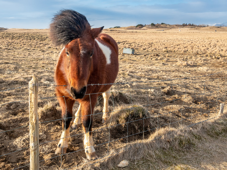 Icelandic horse, outstanding horse breed in the world, in outdoor farm with strong wind blow, selective focus at one eyeの写真素材