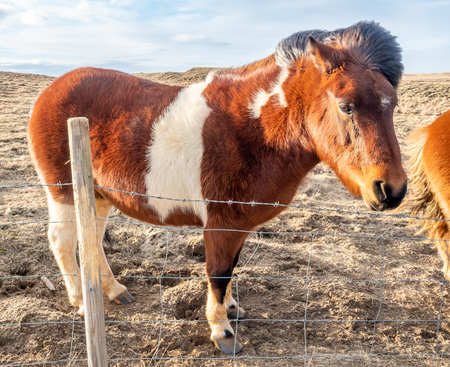 Icelandic horse, outstanding horse breed in the world, in outdoor farm with strong wind blow, selective focus at one eyeの写真素材