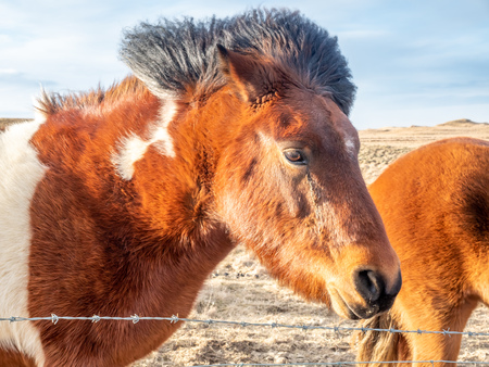 Icelandic horse, outstanding horse breed in the world, in outdoor farm with strong wind blow, selective focus at one eyeの写真素材