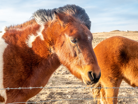 Icelandic horse, outstanding horse breed in the world, in outdoor farm with strong wind blow, selective focus at one eyeの写真素材