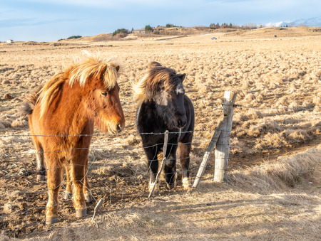 Icelandic horse, outstanding horse breed in the world, in outdoor farm with strong wind blow, selective focus at one eyeの写真素材