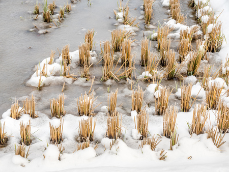 Post harvested rice in field covered with frozed water and snow in Shirakawa village, Gifu, Japan, in early winter seasonの写真素材
