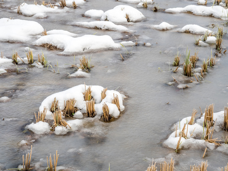 Post harvested rice in field covered with frozed water and snow in Shirakawa village, Gifu, Japan, in early winter seasonの写真素材
