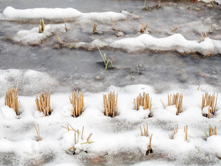 Post harvested rice in field covered with frozed water and snow in Shirakawa village, Gifu, Japan, in early winter seasonの写真素材