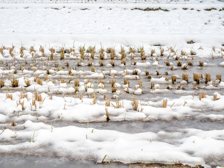 Post harvested rice in field covered with frozed water and snow in Shirakawa village, Gifu, Japan, in early winter seasonの写真素材