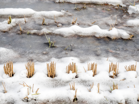 Post harvested rice in field covered with frozed water and snow in Shirakawa village, Gifu, Japan, in early winter seasonの写真素材