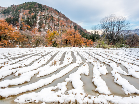Leafless mountains near Shirakawa village, covered with snow in early winter season in Gifu, Japanの写真素材