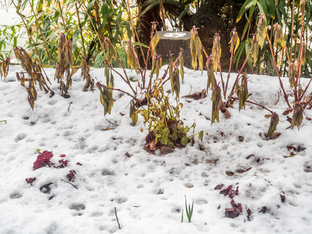 Yellow leaves in forest near Shirakawa village,  covered with snow in early winter season in Gifu, Japanの写真素材