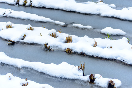 Post harvested rice field covered with snow and frozen water in early winter seasonの写真素材