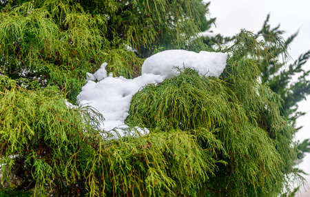 Pine tree with snow on top in early winter seasonの写真素材