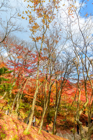 Colorful falling leaves tree in autumn season in Japanの写真素材