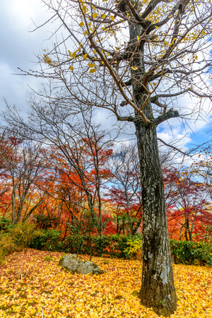 Colorful falling leaves tree in autumn season in Japanの写真素材