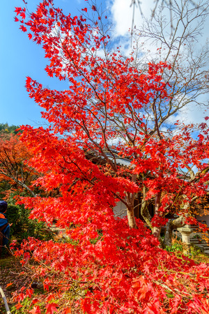 Colorful falling leaves tree in autumn season in Japanの写真素材