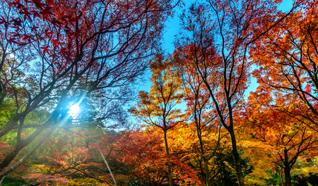 Colorful falling leaves tree in autumn season in Japanの写真素材