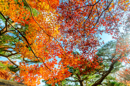 Colorful falling leaves tree in autumn season in Japanの写真素材