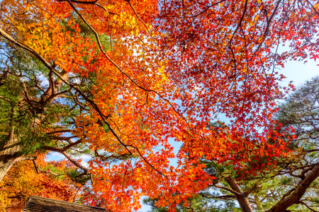 Colorful falling leaves tree in autumn season in Japanの写真素材