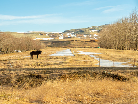 Icelandic horse, famous farming animal in Iceland, in yellow field in winter season in Icelandの写真素材