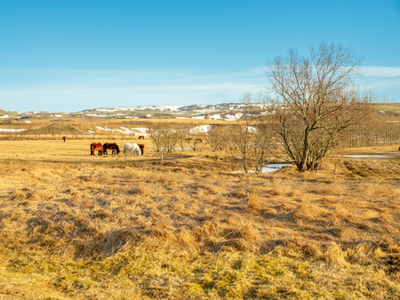Icelandic horse, famous farming animal in Iceland, in yellow field in winter season in Icelandの写真素材