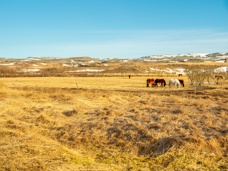 Icelandic horse, famous farming animal in Iceland, in yellow field in winter season in Icelandの写真素材
